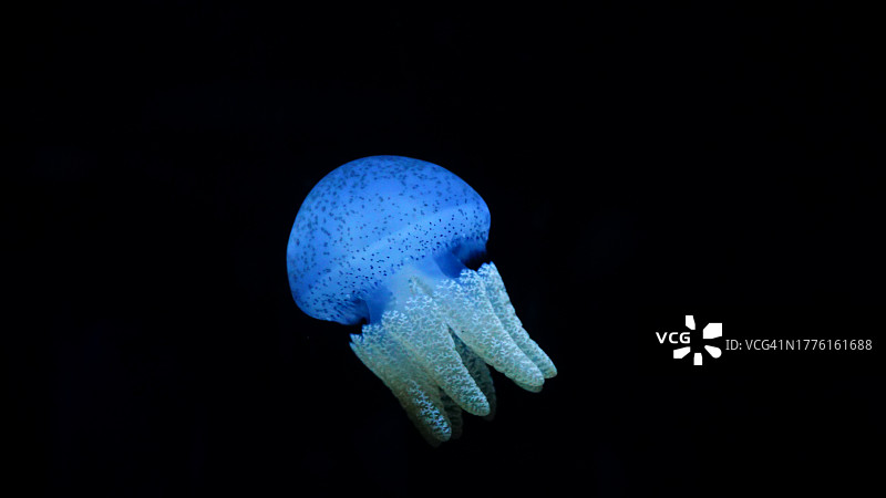 发光的电蓝色水母在黑色的背景图片素材