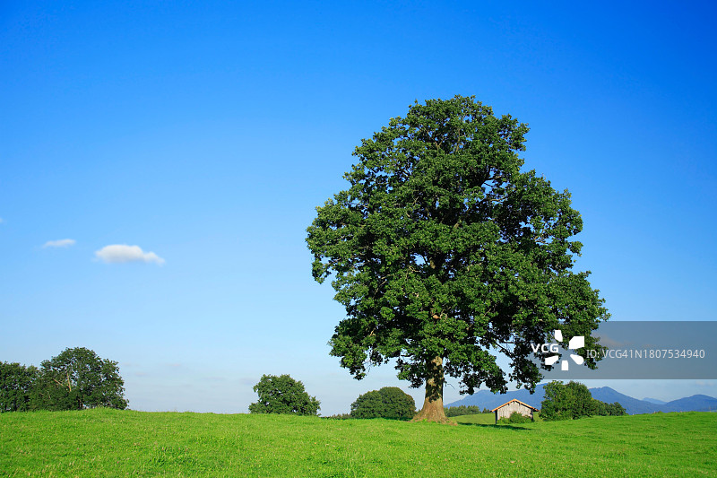 德国巴伐利亚，绿色草地上的一棵孤零零的老橡树，蓝天，背景是巴伐利亚阿尔卑斯山图片素材