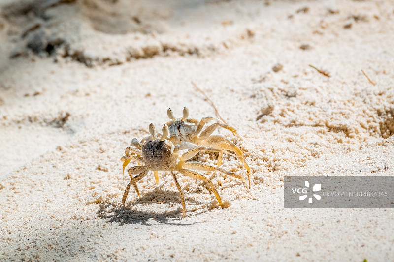 螃蟹在沙滩上打架。角鬼蟹或角眼鬼蟹。马希,Seyshelles图片素材