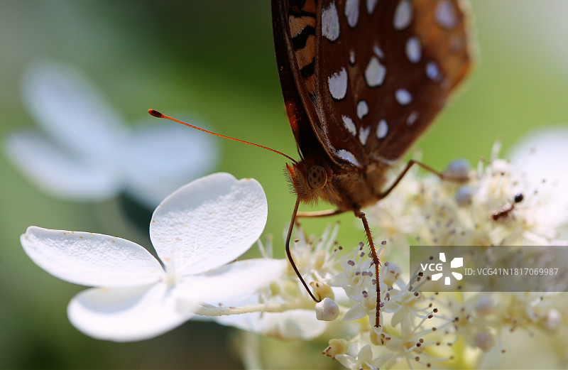 蝴蝶在花上授粉的特写，费尔蒙特，西弗吉尼亚州，美国图片素材
