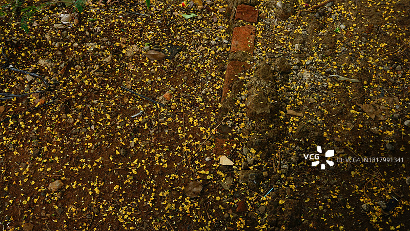 成千上万落在地上的黄色花瓣图片素材