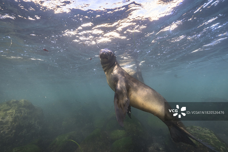 海豹在海中游泳的低角度视角，拉霍亚湾，美国图片素材
