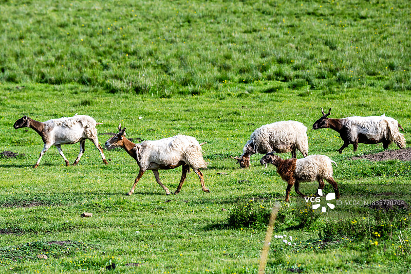羊在草地上吃草的高角度照片图片素材