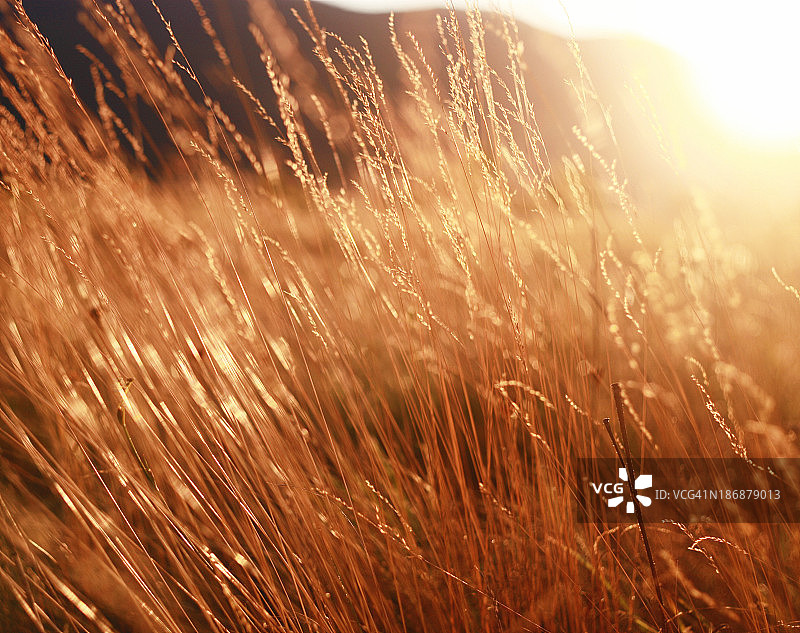 秋天阳光明媚的草地上图片素材
