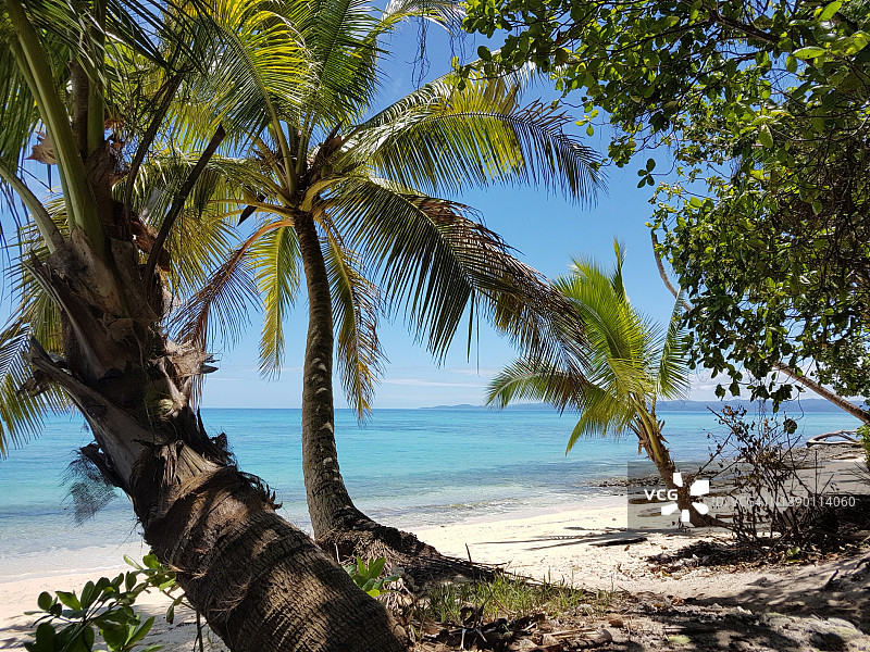 海滩上的树木对着天空，西分区，斐济图片素材
