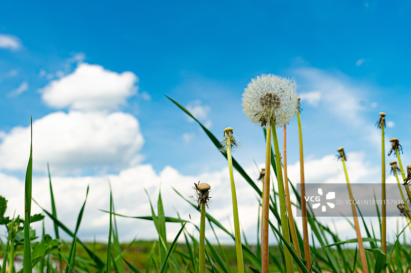 田野上的开花植物与天空的特写图片素材
