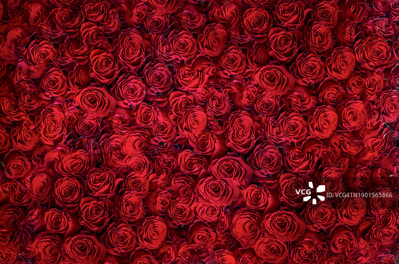 花卉市场的玫瑰花束特写图片素材