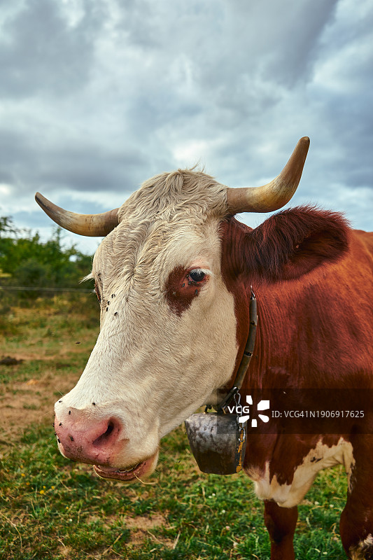 一头美丽的奶牛点缀着阴天下郁郁葱葱的田野图片素材