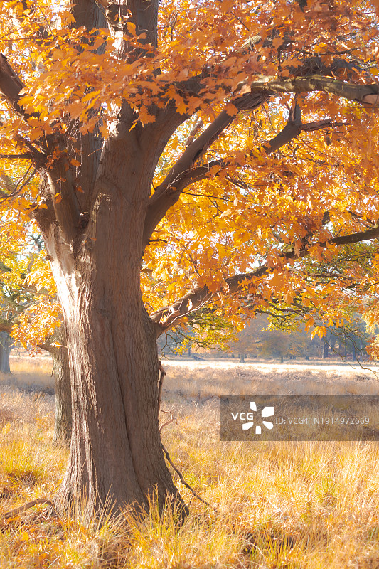 秋天的树木和草地图片素材