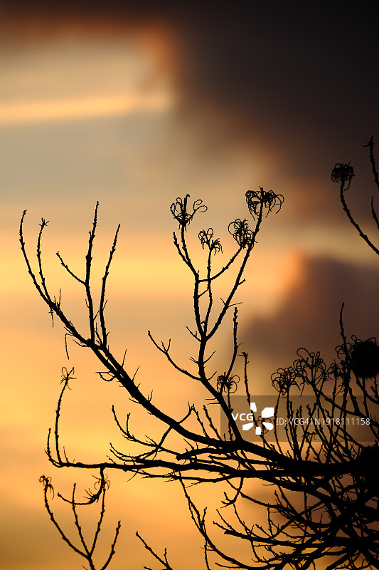 树枝与日落天空的背景图片素材