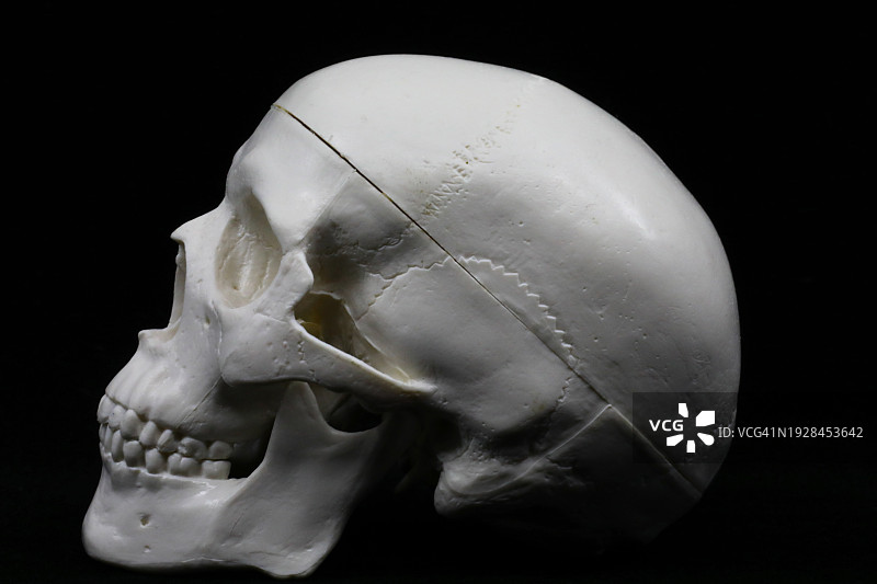 黑色背景上的人类头骨模型图片素材