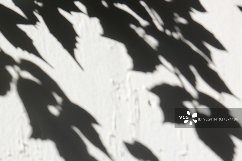 白墙上树枝和树叶的影子图片素材