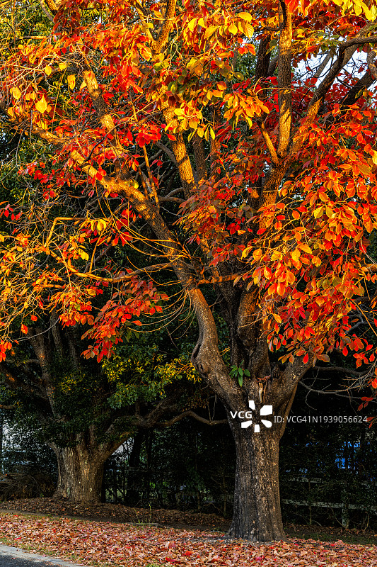 秋叶树图片素材