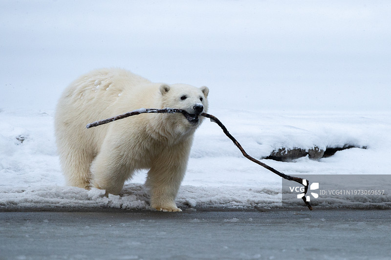 北极熊手持棍子在雪地上行走的肖像，阿拉斯加，美国图片素材