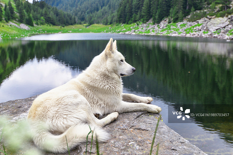 一只瑞士牧羊犬欣赏美丽的山景湖景图片素材