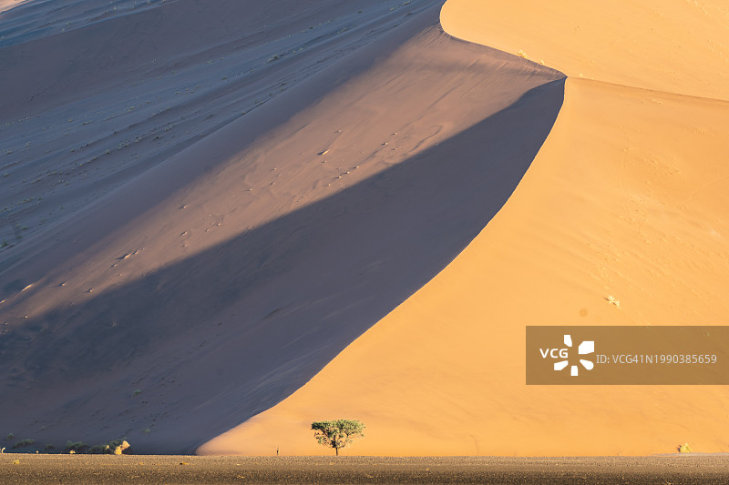 纳米比亚，日落时沙漠中孤独的树图片素材