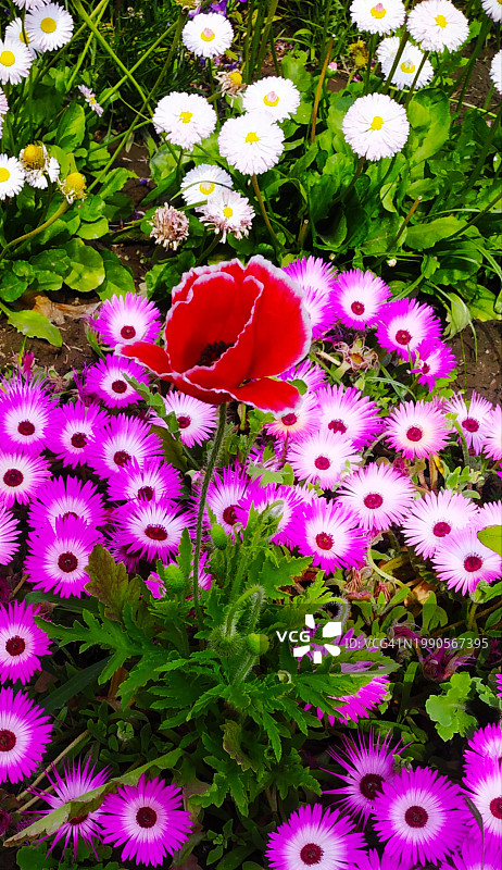 印度北方邦勒克瑙，粉色开花植物的高视角图片素材