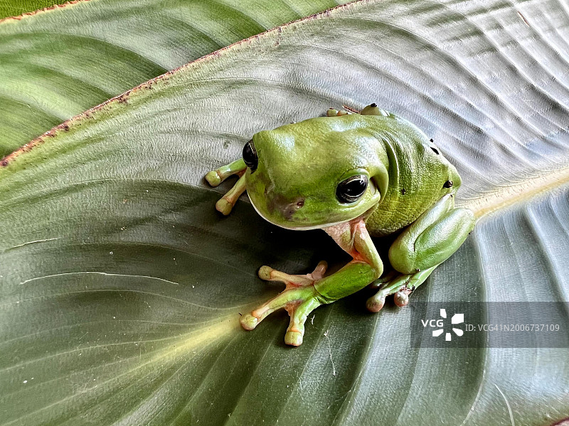 澳大利亚绿树蛙图片素材