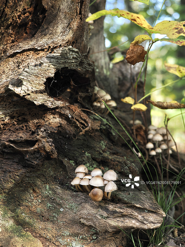生长在树干上的蘑菇特写，沃尔瑟姆，马萨诸塞州，美国图片素材