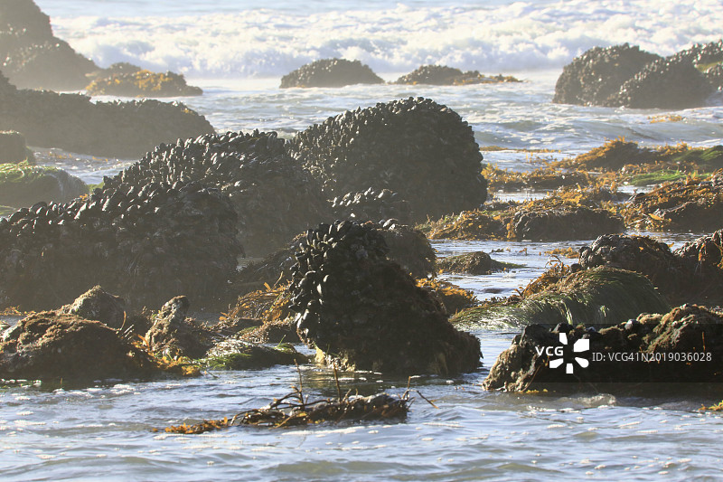 退潮时的甲壳类动物和有壳贻贝图片素材