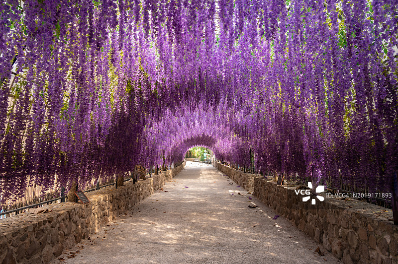 美丽的花卉隧道由人造紫藤花制成。图片素材