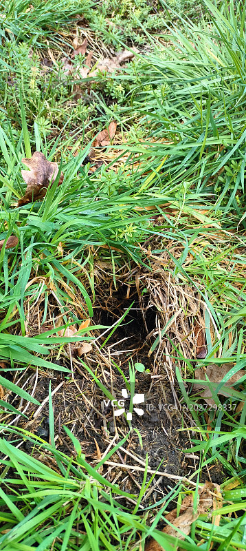 草原上兔子窝的入口图片素材
