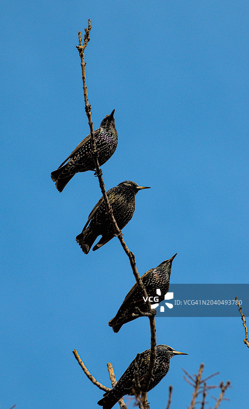 低角度鸟群栖息在树枝上，湛蓝的天空图片素材
