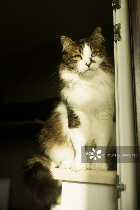 毛茸茸的猫坐在窗台向阳的一面图片素材