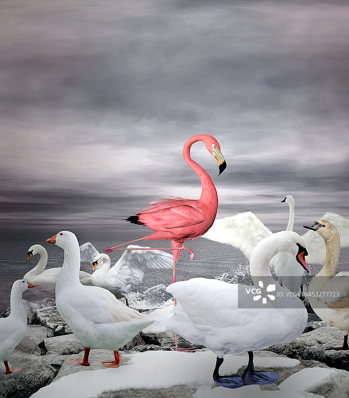 粉红色的火烈鸟在一群白色的鸭子和天鹅中间图片素材