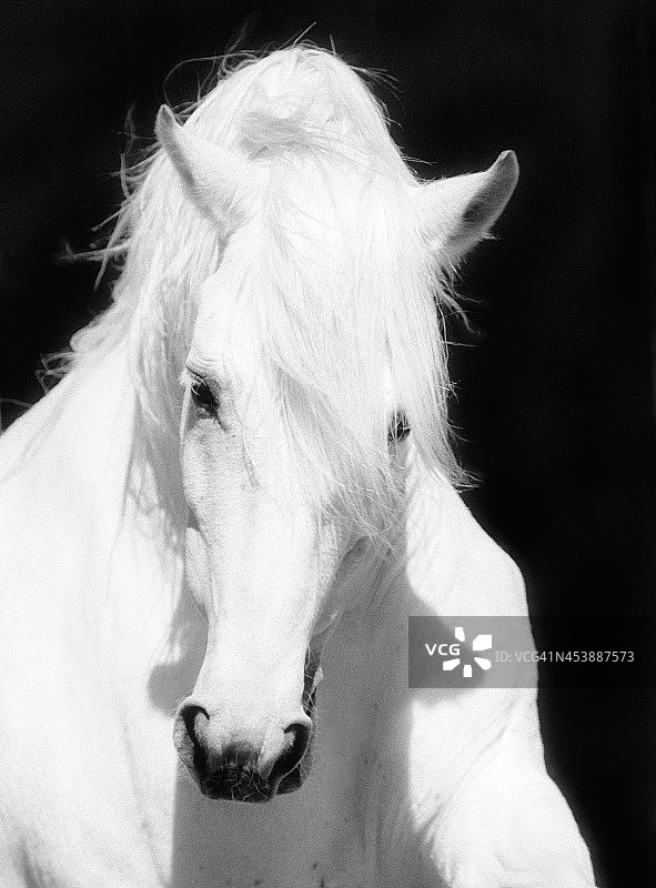 白马种马，安达卢西亚BW盛装舞步图片素材