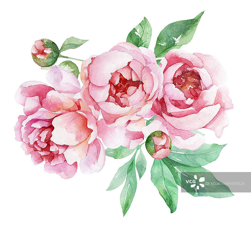 带花蕾的粉红色水彩牡丹图片素材