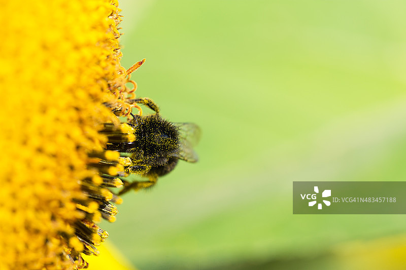 蜜蜂采集花蜜并为向日葵授粉。图片素材