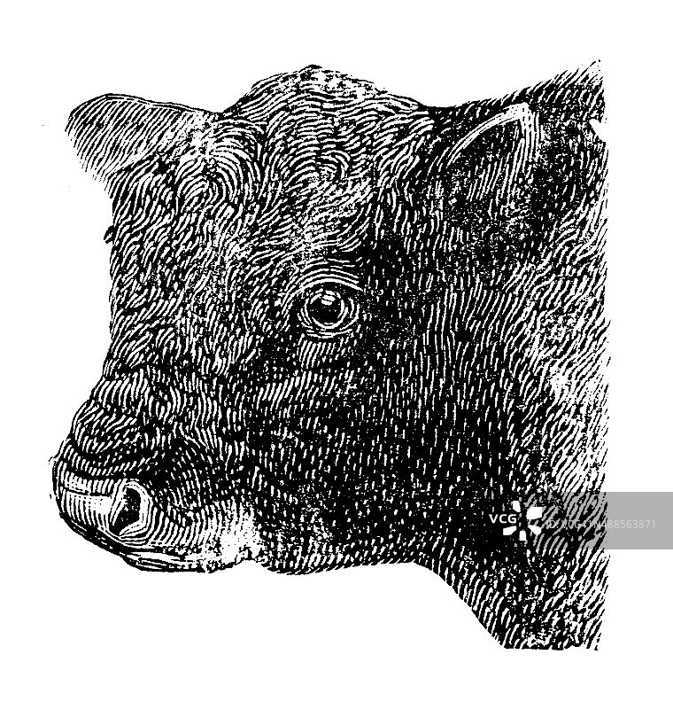 加洛威公牛的古董插图图片素材