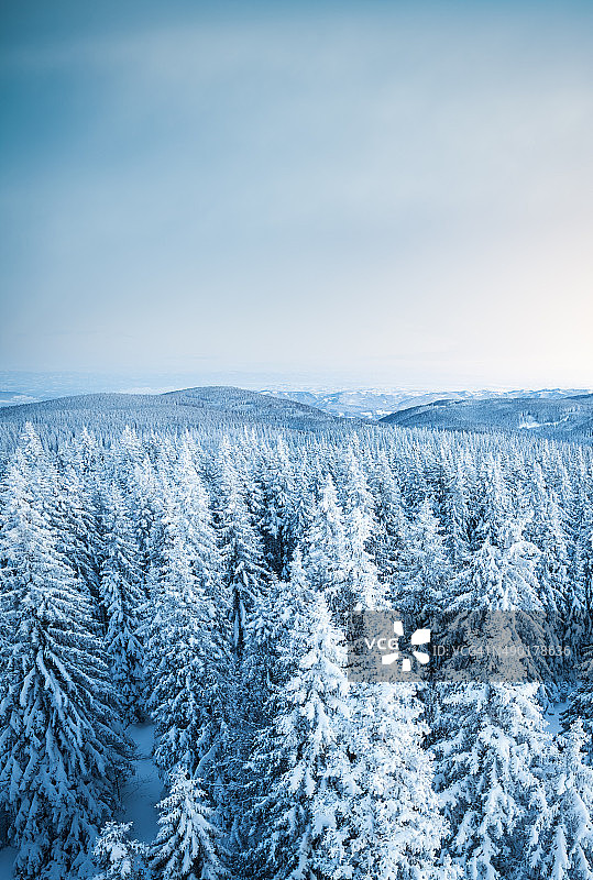 白雪覆盖的松林图片素材