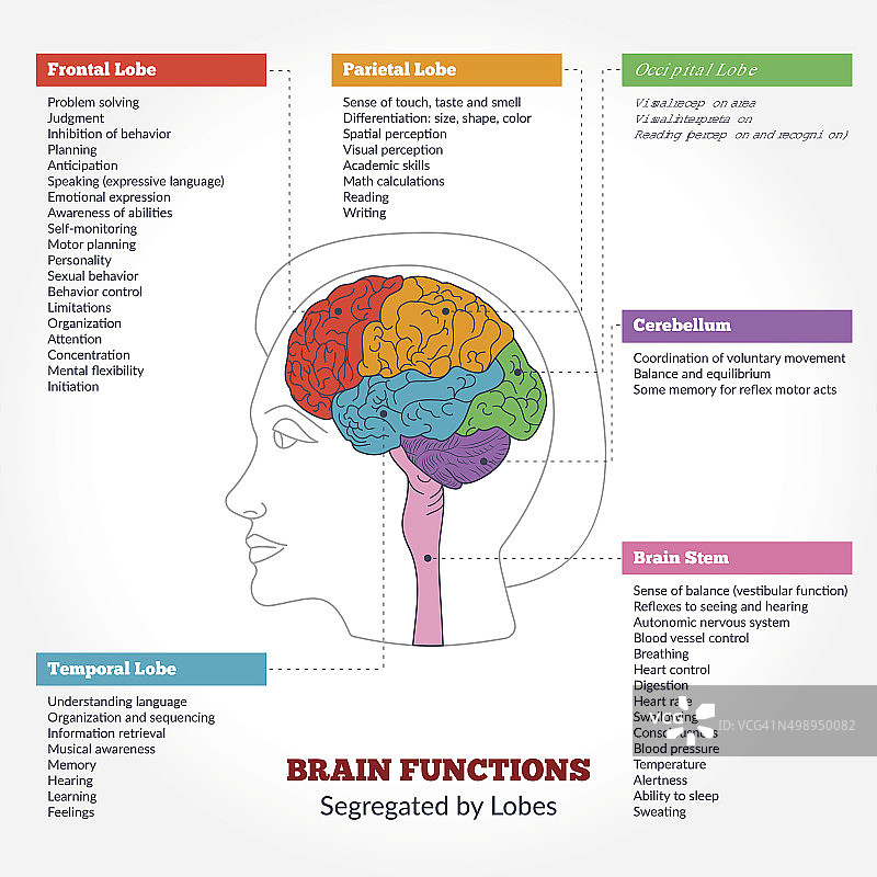 人脑的解剖和功能图片素材