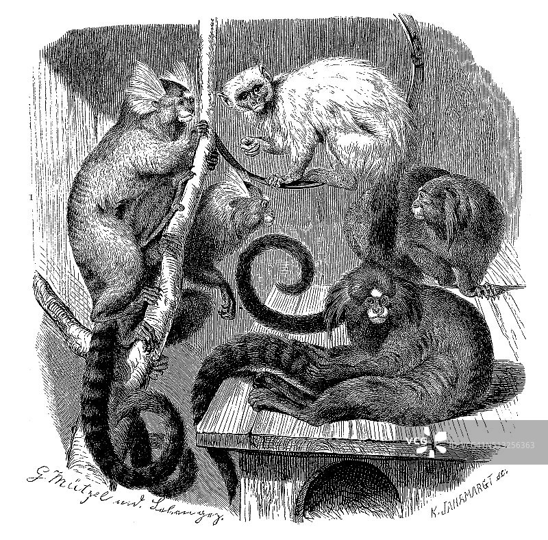 狨猴的古董插图图片素材