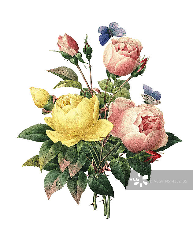 Rosa Lutea 和 Rosa indica | Redoute 花卉插图图片素材