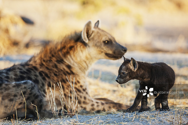 一只母鬣狗和她的幼崽，肖像图片素材