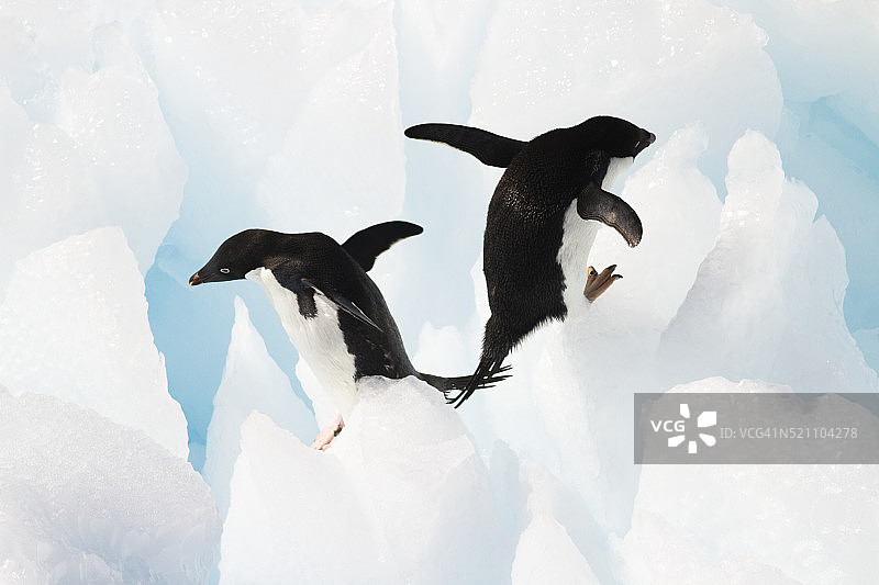 跳企鹅图片素材