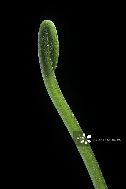 捕蝇草(捕蝇草)-捕蝇器的发展(6个中的1个)图片素材