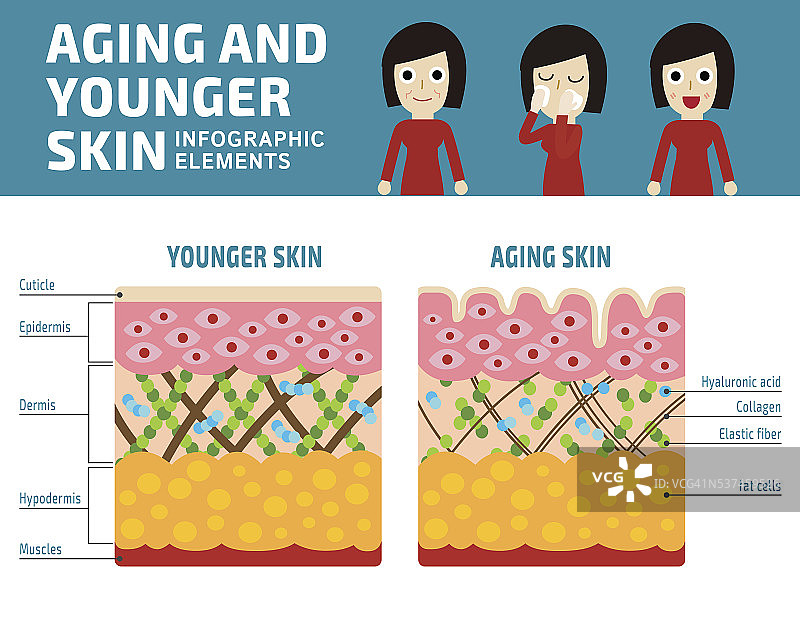 年轻皮肤和老化皮肤信息图表元素图片素材