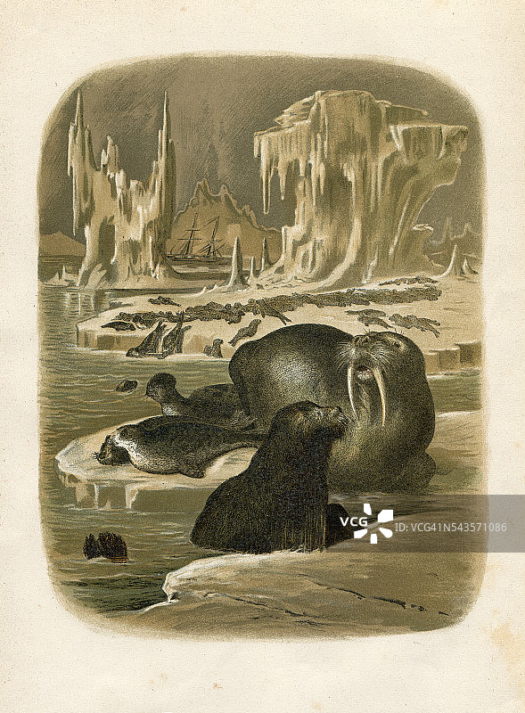 海象和象印章雕刻1880年图片素材