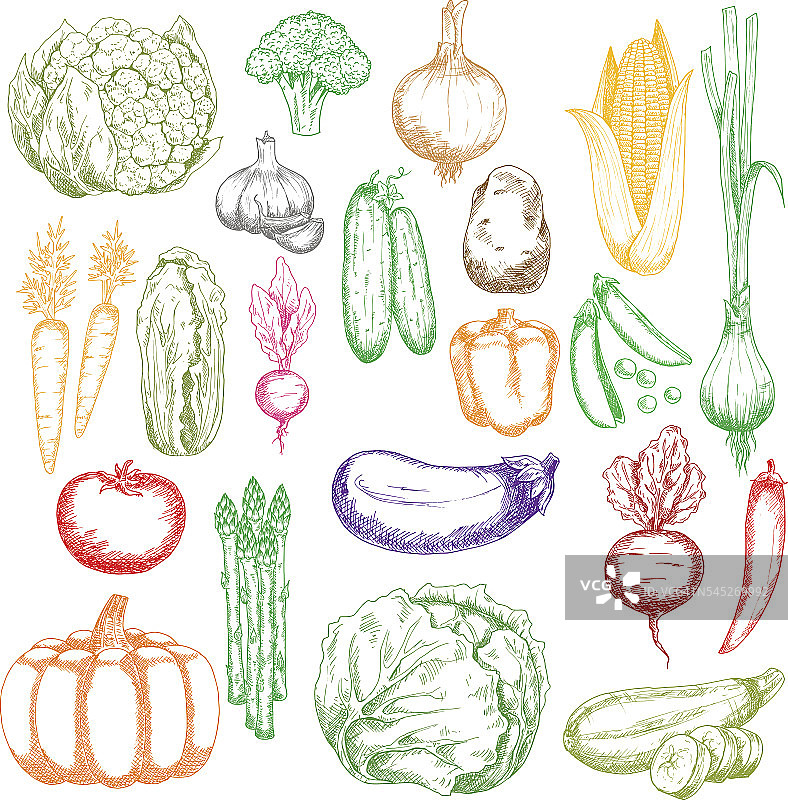 健康有机农用蔬菜素描符号图片素材