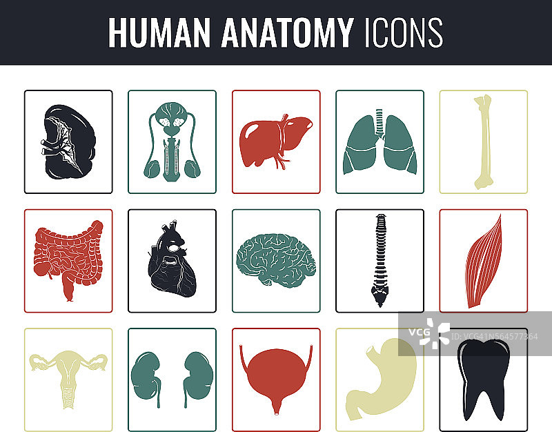 人体内部器官。解剖学。矢量图标图片素材