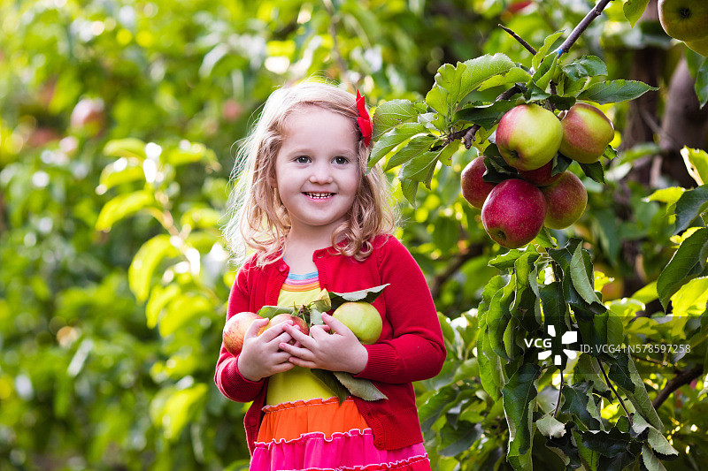 小女孩从树上摘苹果图片素材