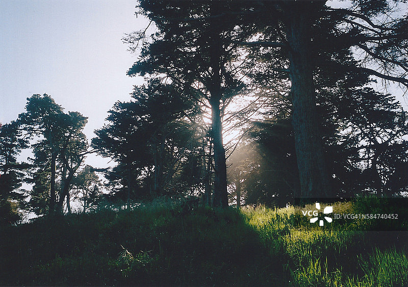 阳光透过金门公园的树木图片素材