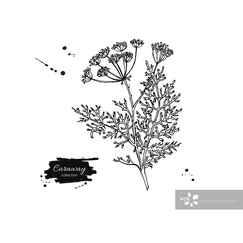 香菜植物矢量手绘插图。孤立的香料obj图片素材