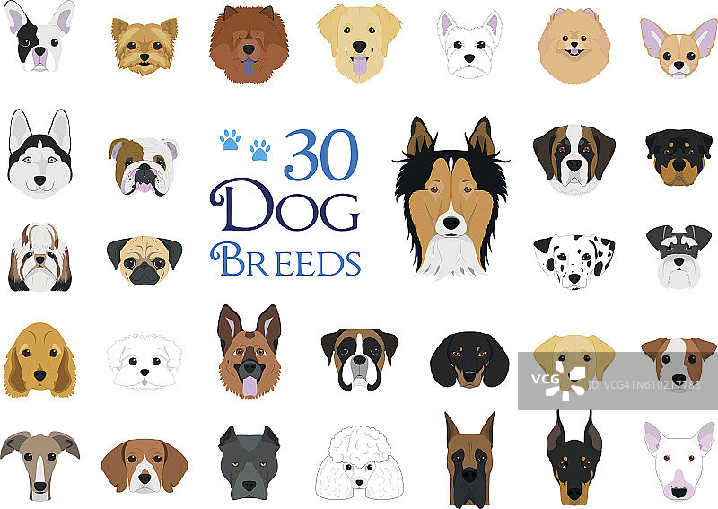 30狗品种向量收集卡通风格图片素材