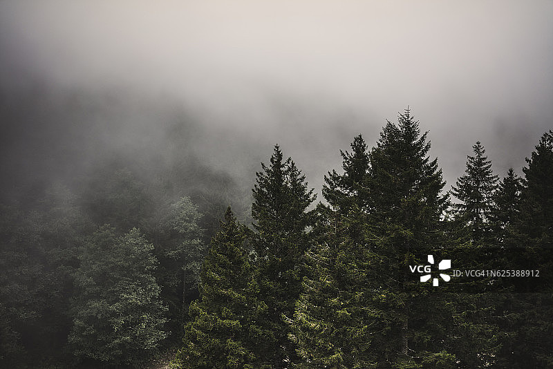 雾气蒙蒙的雨天下，悬崖上的松树林图片素材