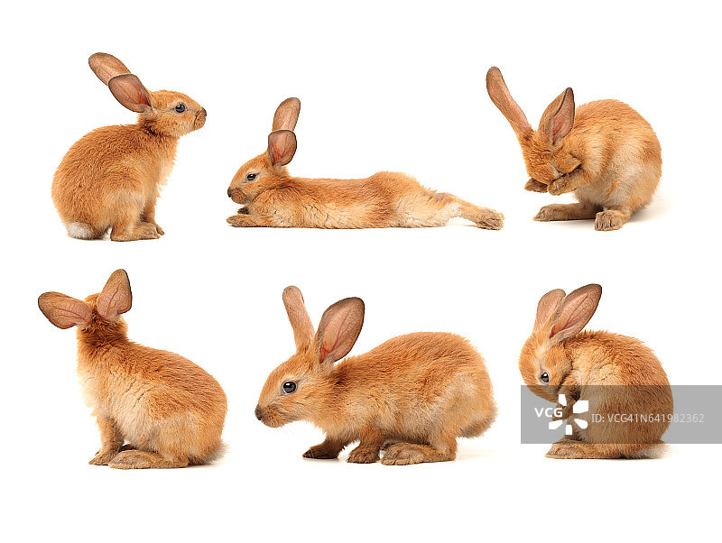 兔子孤立在白色背景图片素材